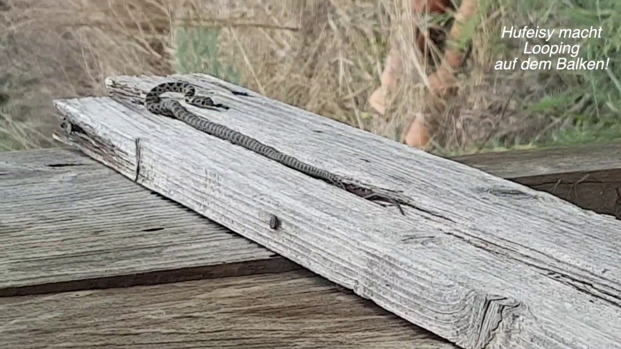 Eine Hufeisennatter klettert am Kompostklo. Haliotis-Südportugal - Oktober 2018: