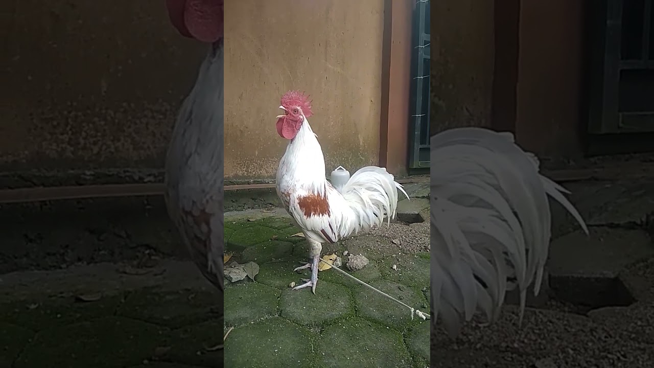 Ayam ketawa gretek #shorts