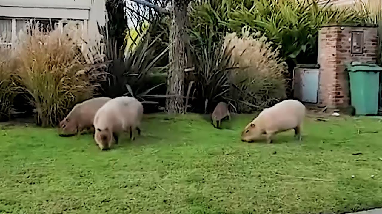 It’s the Invasion of the Capybaras!