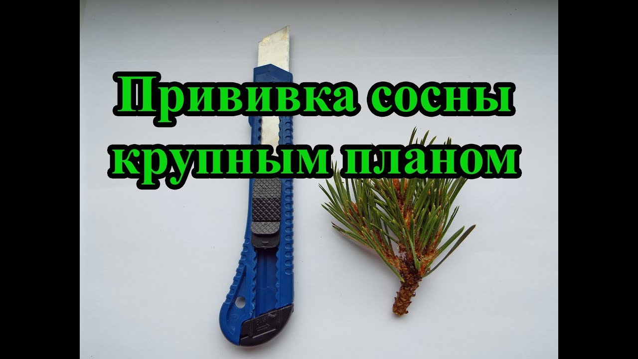 Прививка  сосны крупным планом