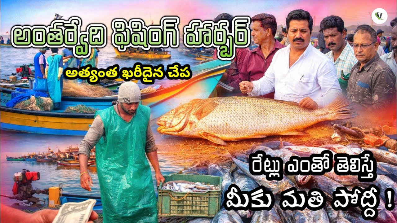 అంతర్వేది ఫిషింగ్ హార్బర్ లో గుట్టలుగా అమ్మే చేపలు రేట్లు ఎంతో తెలిస్తే మీకు మతి పోద్దీ ! Antarvedi 