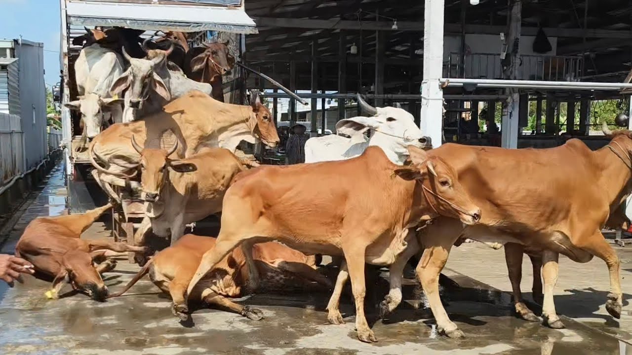 Nay bò đàn về trọt té bỏ chạy 