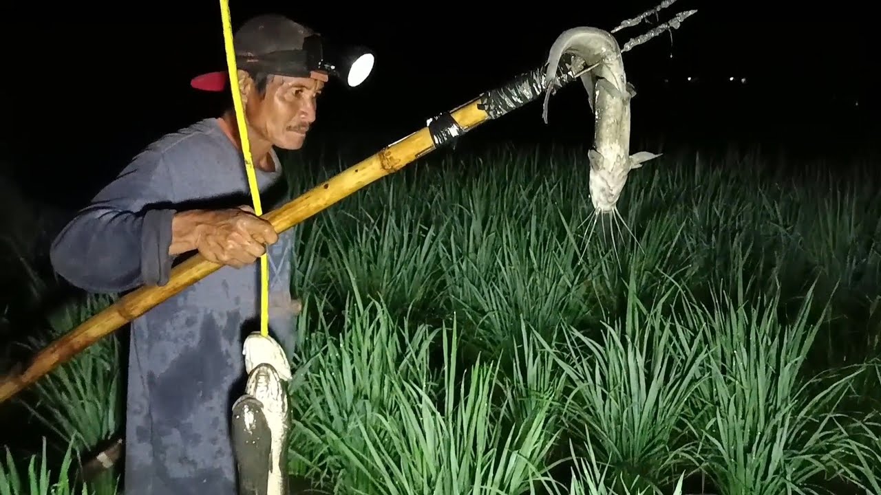 Habulan namin ng malalaking dalag sa palayan