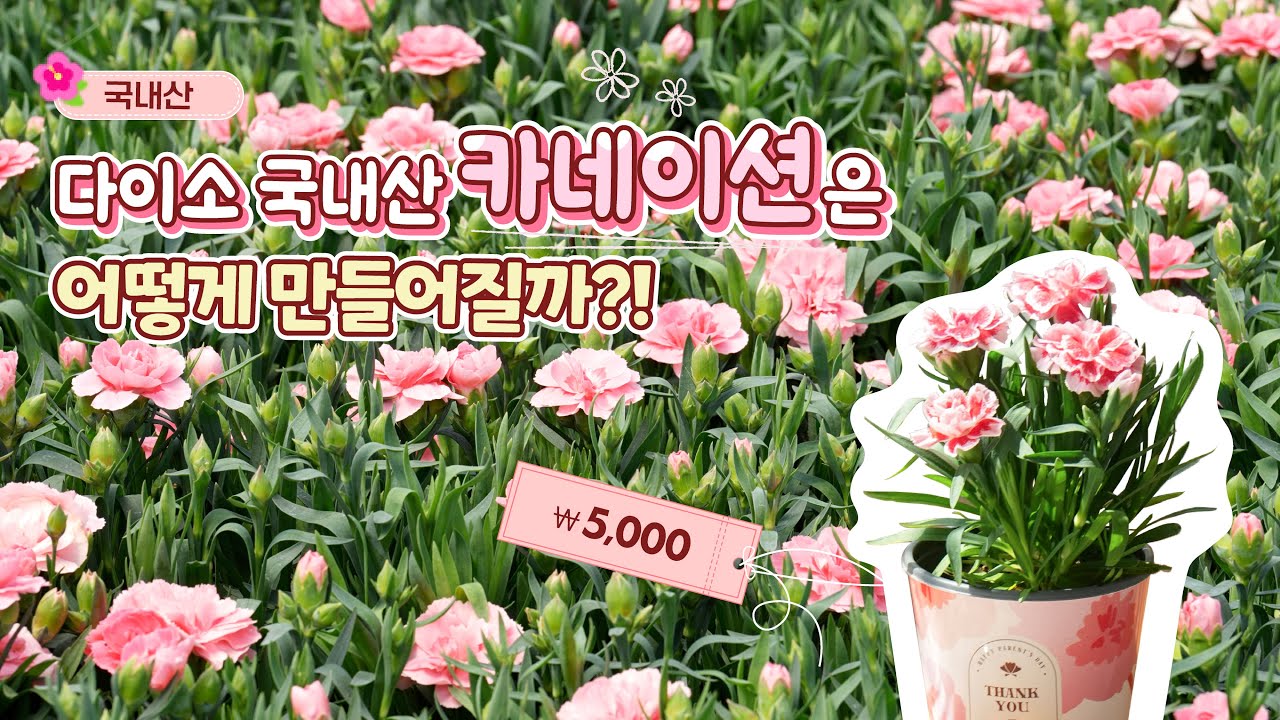 다이소 카네이션은 어떻게 만들어질까?!🌸 농장주님이 직접 알려주는 싱싱한☀️  카네이션의 비밀! ☝ (꽃 잘 키우기  꿀팁도 있대~)