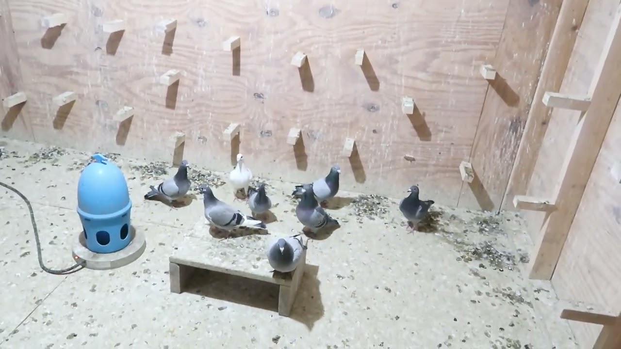 18 Inches Of Snow But The Racing Pigeon Work Goes ON!!