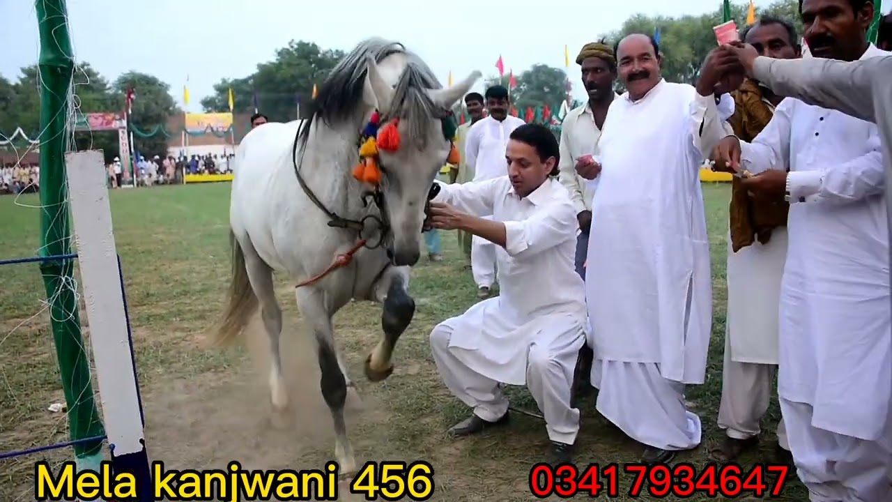 Horse dance.peer sarwar Shah quraishi.Ghoda naach.mela kanjwani 456