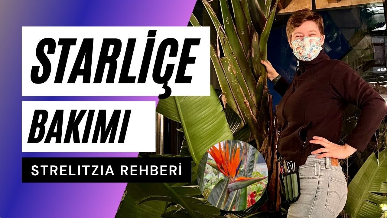 Starliçe Bakımı Nasıl Yapılır? | Strelitzia nicolai ve Strelitzia reginae Bakımı