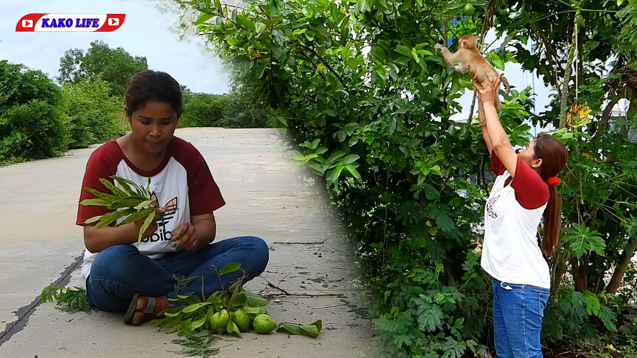 Little OLLY Helping Mom Harvest Guava With Lead Tree Fruits