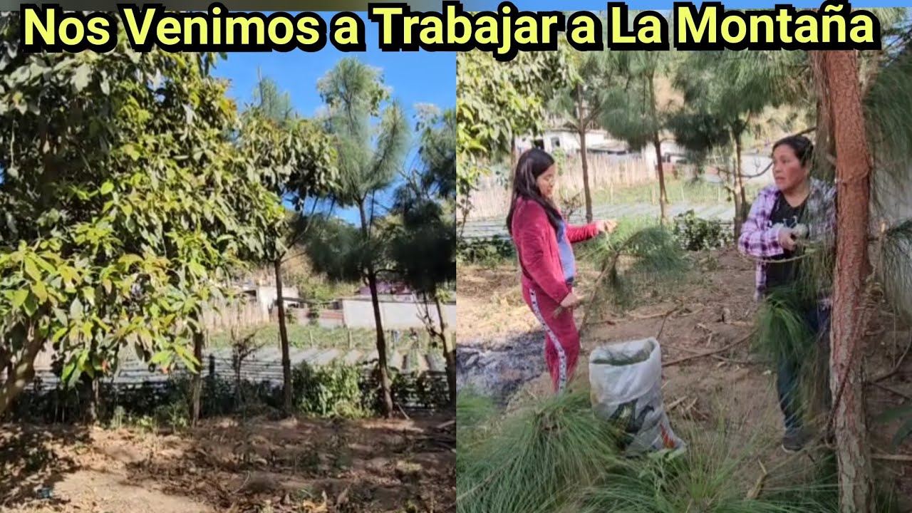 🚨😱Nos Pidieron un Costal De Pino Nos Pagaran 150$ Nos Venimos a Cortarlo
