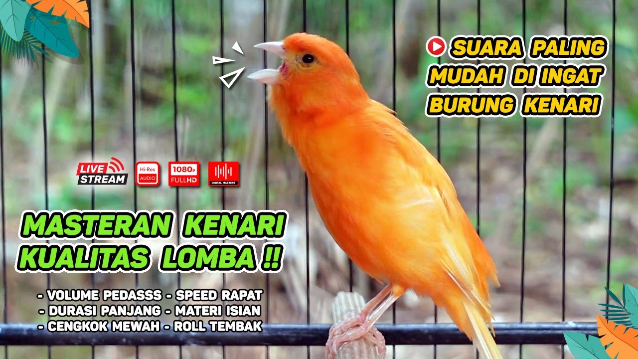Kenari GACOR‼️ Masteran Burung Kenari PAUD dan Pancingan Kenari MACET BUNYI ( EPISODE 1289}