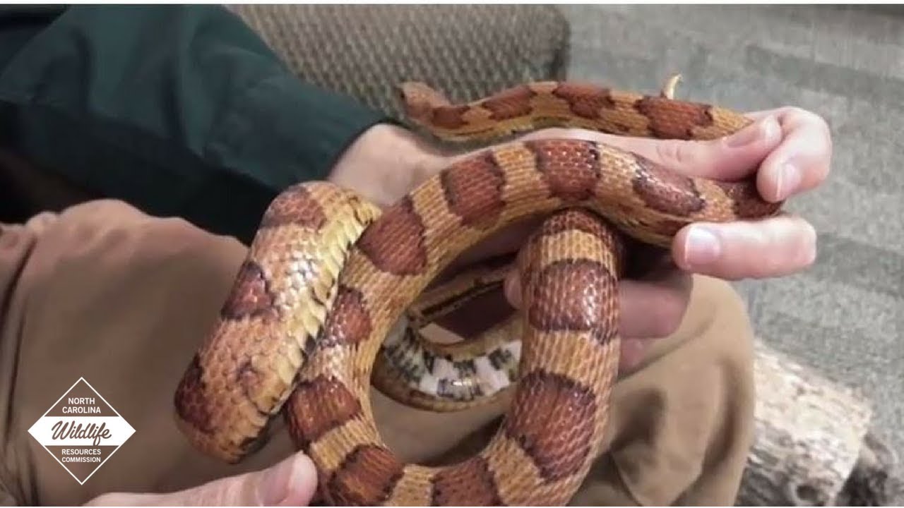 NC Wildlife Conservation Conversations: How to ID a Snake