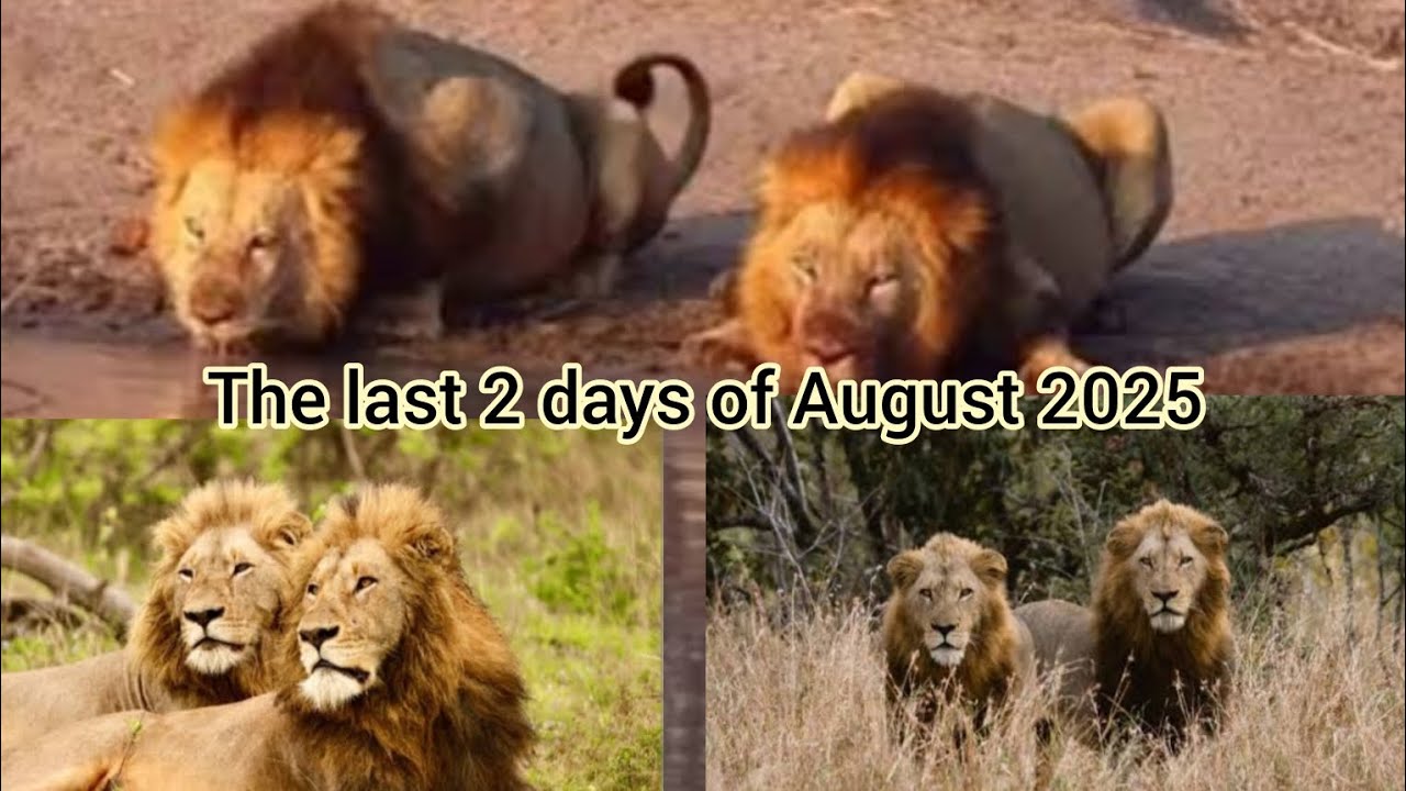 Top 3 lion coalitions fight for territory. Ndzengas vs PCM vs Gijimas.The bloody august of Sabisands