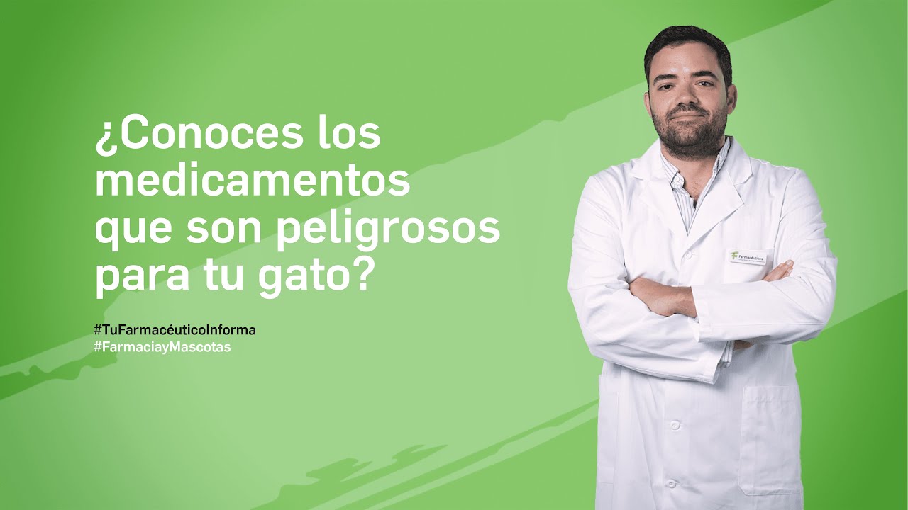 Conoce los medicamentos que son peligrosos para tu gato. Tu Farmacéutico Informa 