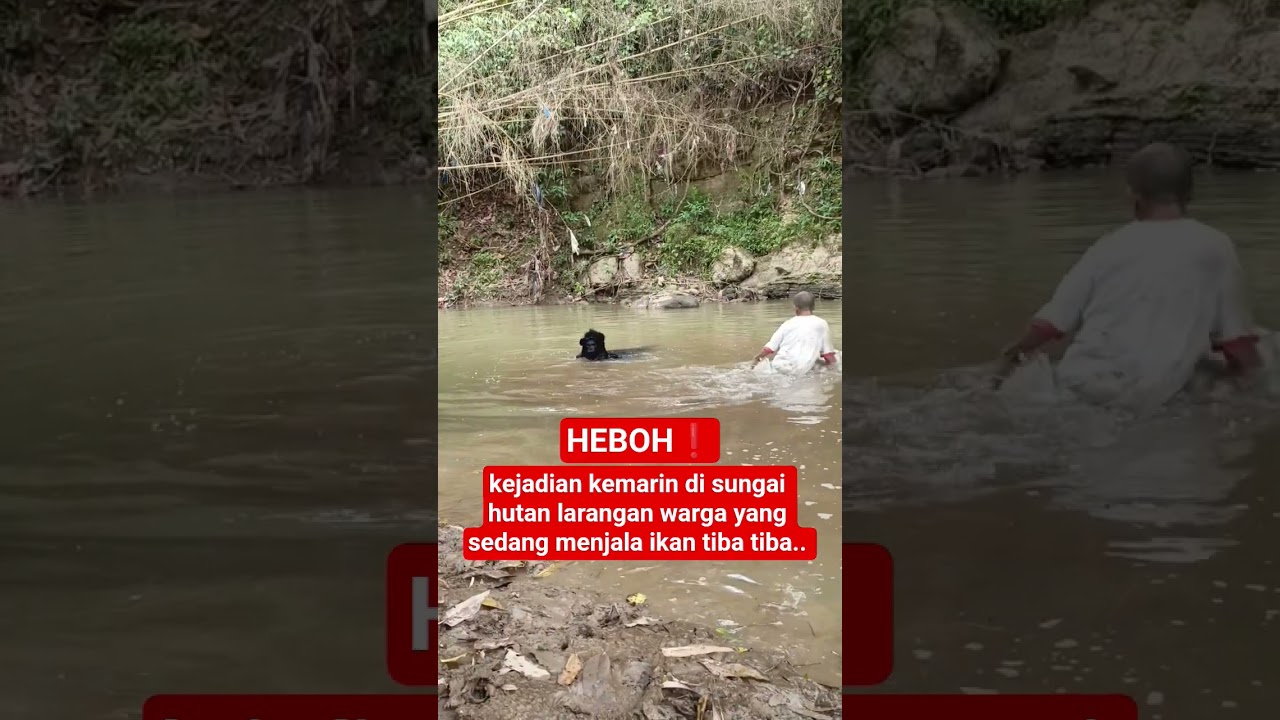 kejadian kemarin di sungai hutan larangan warga yang sedang menjala ikan tiba tiba 