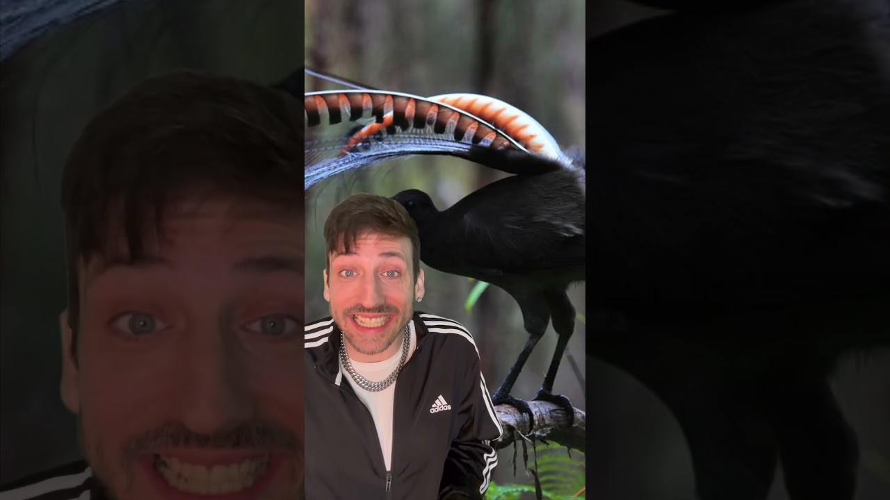 Lyrebird- The master of mimicking 👀