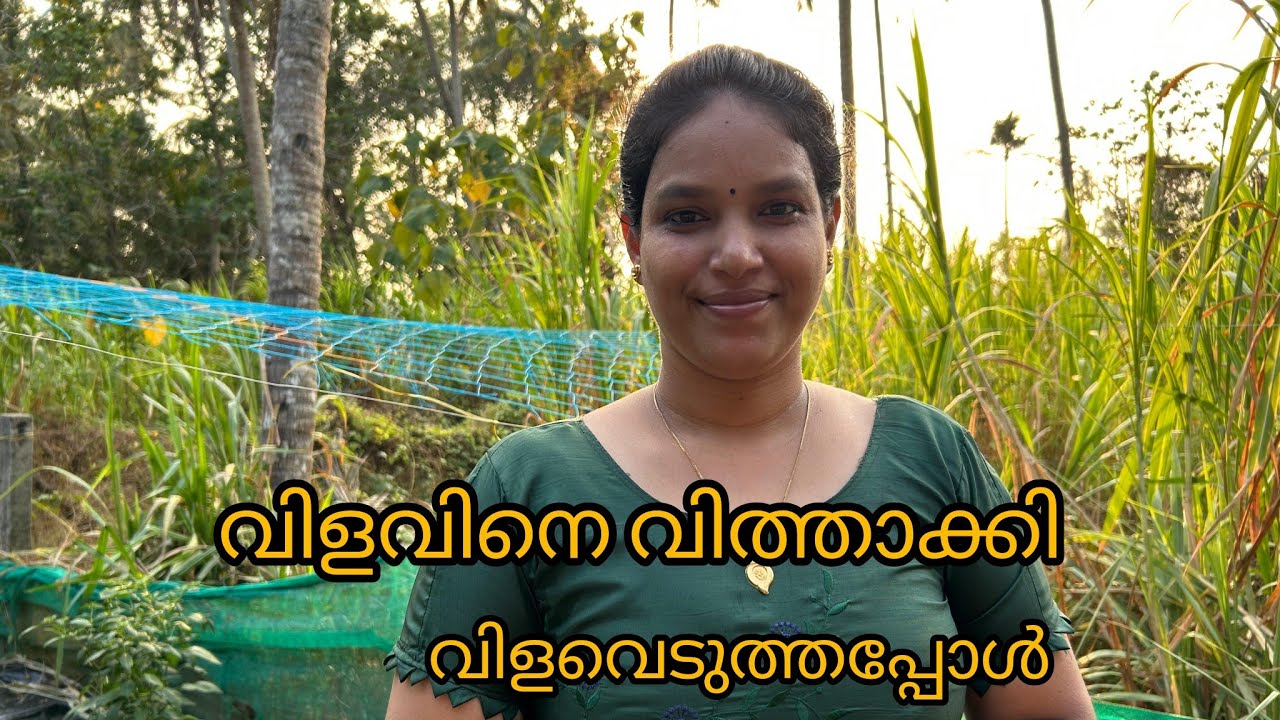 വിത്തിനെ വിളവാക്കി വിളവെടുത്തപ്പോൾ# farming# agriculture#miyafarmkitchen vlog 