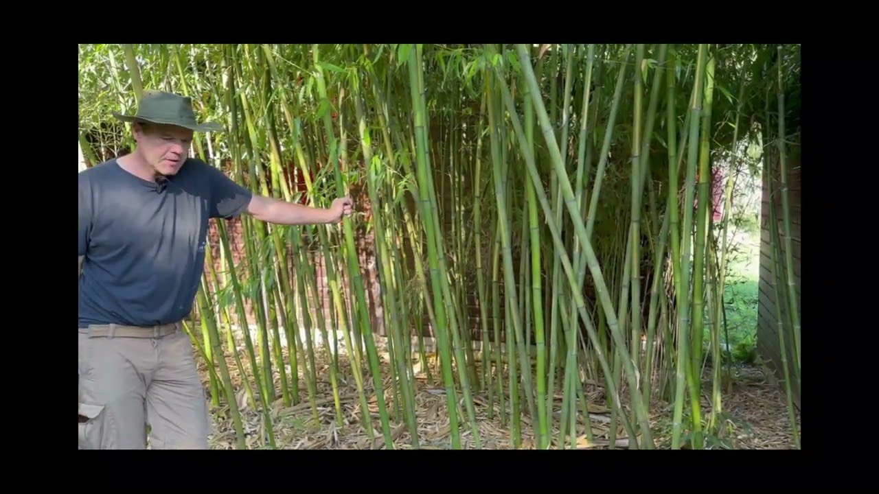 Comment se débarrasser d'un bambou traçant enchevêtré au milieu d'autres végétaux?