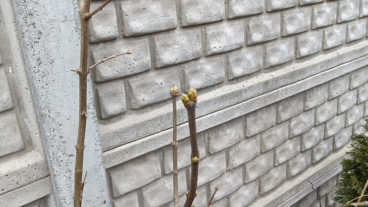Czuć wiosnę /  Zakupy z groszka