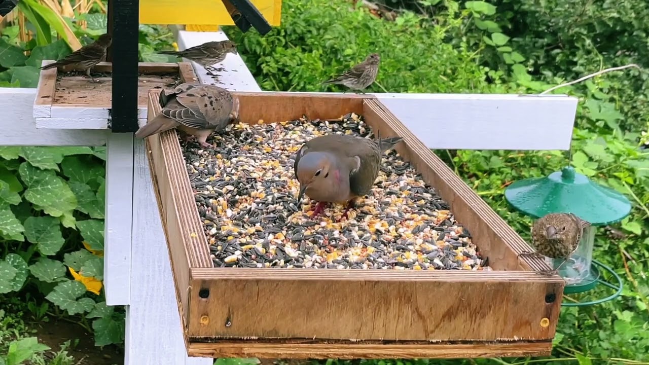 Feeding wildlife with DIY bird Feeder, wildlife video for Cats