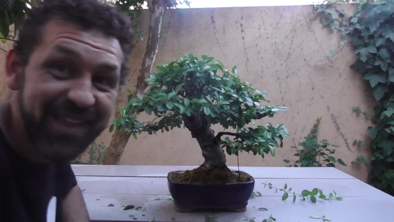 Pinzado de pyracantha