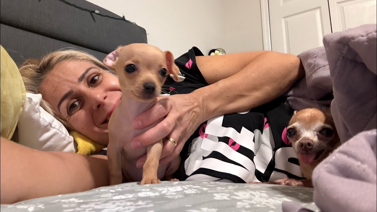 COMO JUJU E PITUCA ESTÃO ACEITANDO A TETÊ