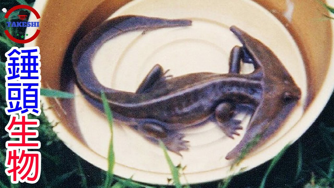 [TOP3]令科學家想破頭的謎之生物