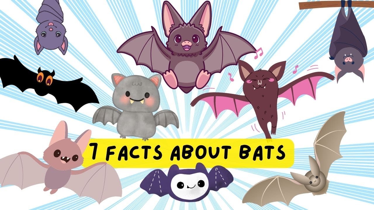 7 Amazing Facts About Bats  | Animal Videos for kids Toddlers