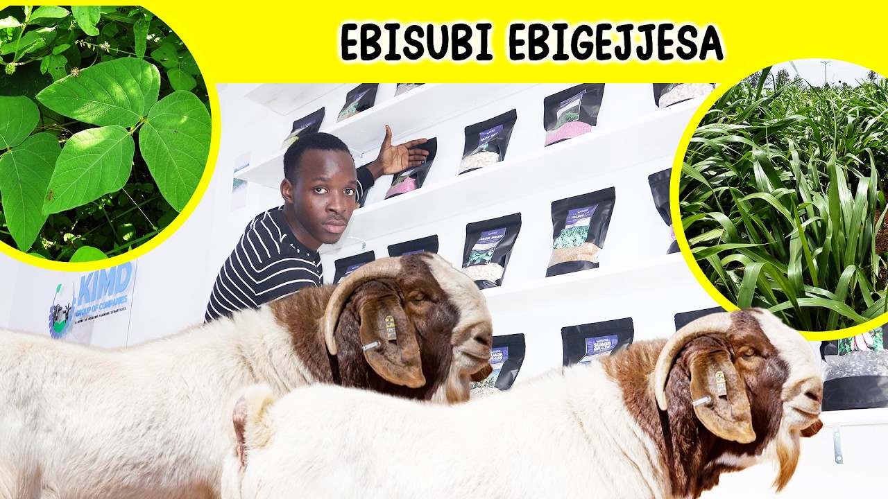 Simba Omuddo Guno Ensolo Zo Zikule mangu ate n&rsquo;Okugoba Endwadde