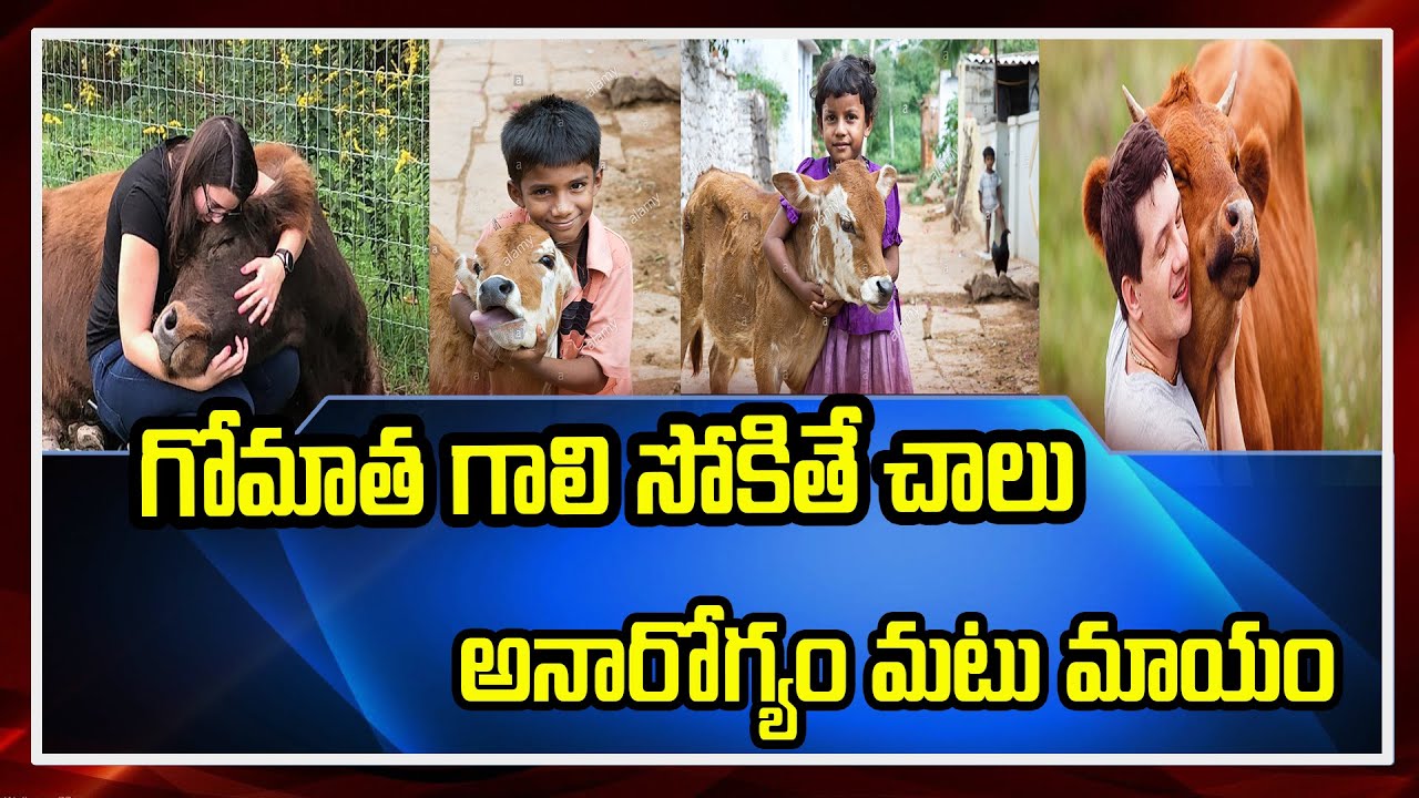 Special Report : India's First Cow Cuddling Therapy | Nadipathy Research Foundation | East Godavari
