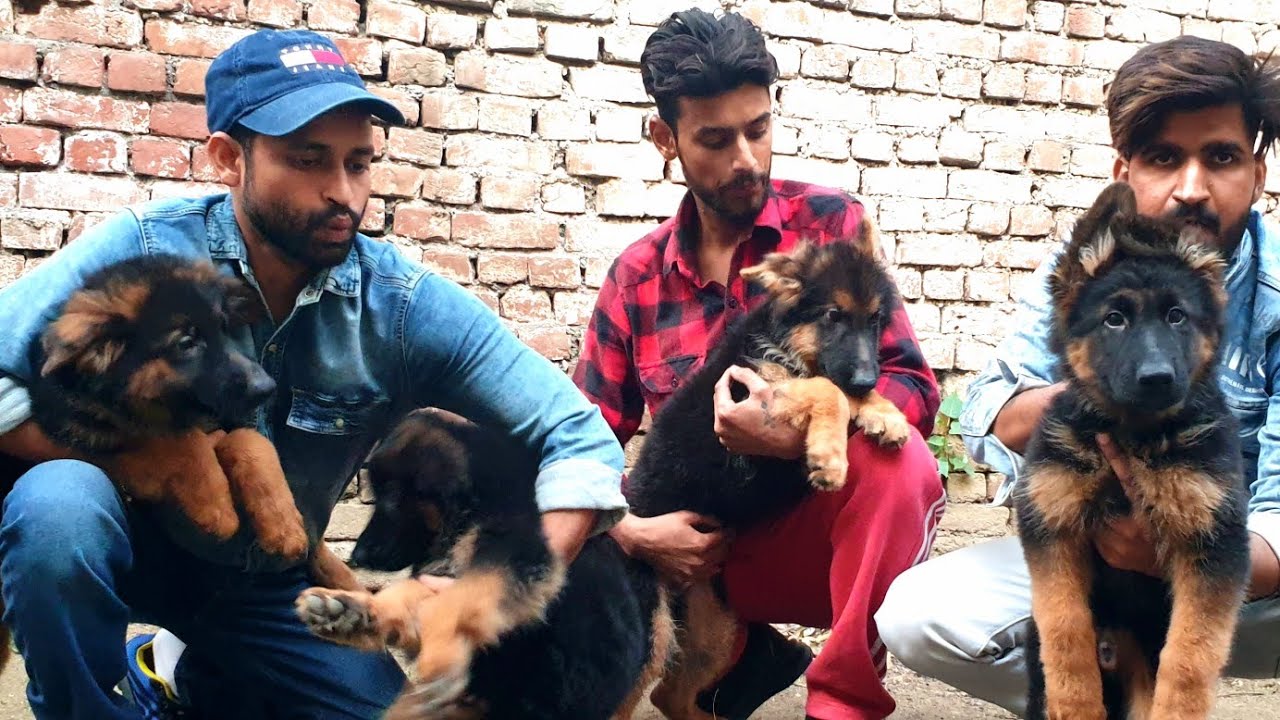 price of  puppy
