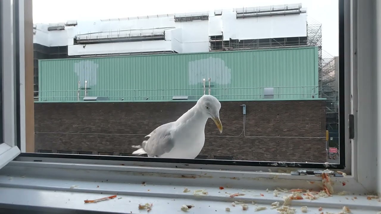 Week 10:  Extended Time With Velvia The Curious Herring Gull