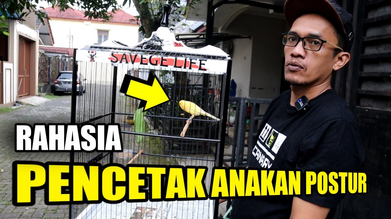 ProspekTernak Kenari Cetak Postur Cantik Harga Menggelitik | SAVAGES CANARY MAGELANG