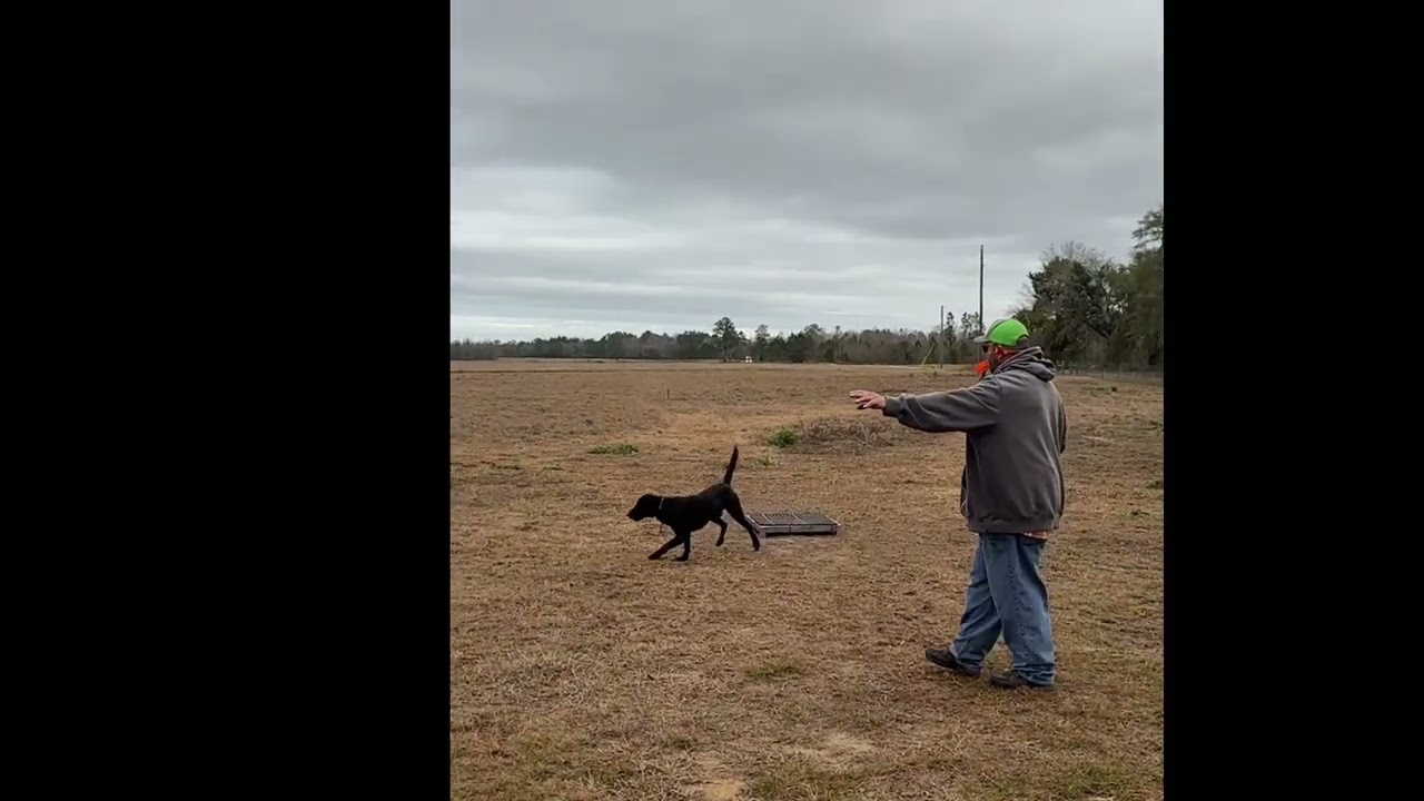 5-Leg 