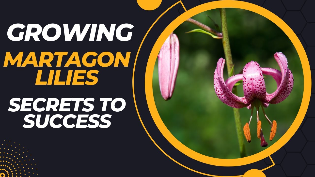 Growing Martagon Lilies Made Easy: Secrets to Successful Growth and Blooming of Martagon Lily