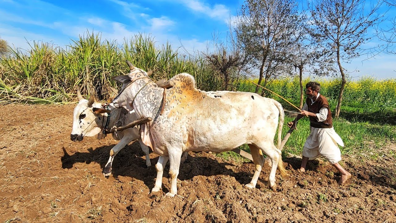 Ploughing Fields with Bulls in Pakistan | Traditional Farming Method