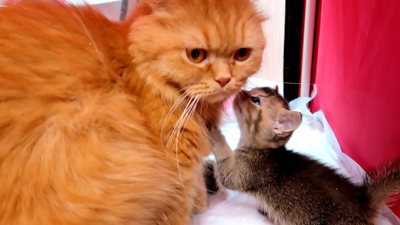 Will My Mother Cat Accept an Abandoned Kitten?