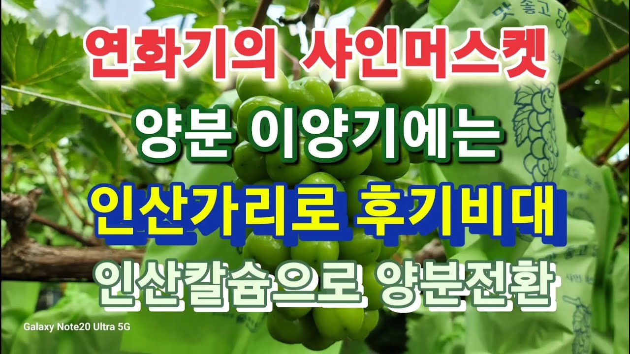 샤인머스켓 연화기 양분전환으로 당도올리기를 알아봅니다