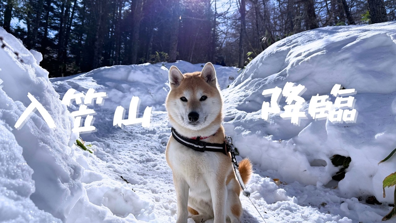 入笠山で柴犬と雪山トレッキング！