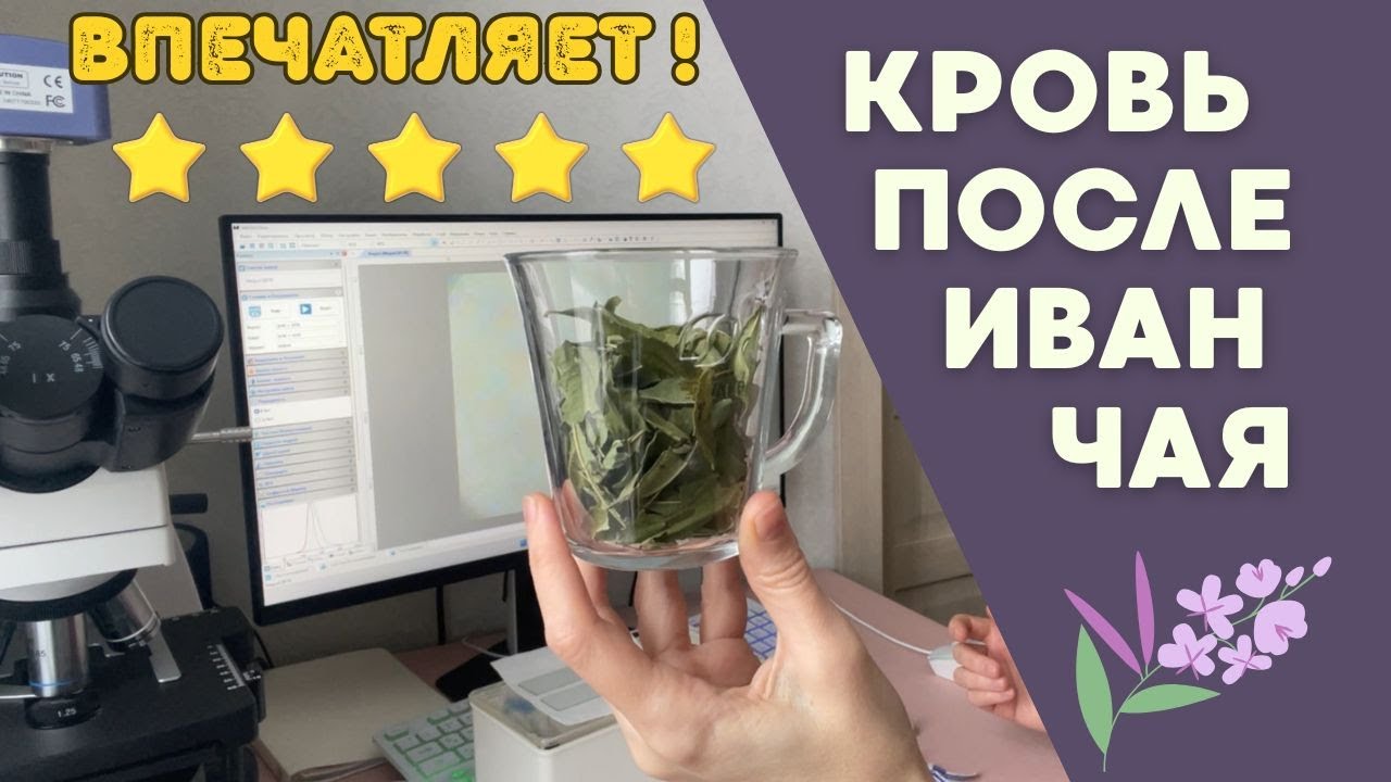 Кровь до и после настоя сушеных листьев ИВАН ЧАЯ  👍