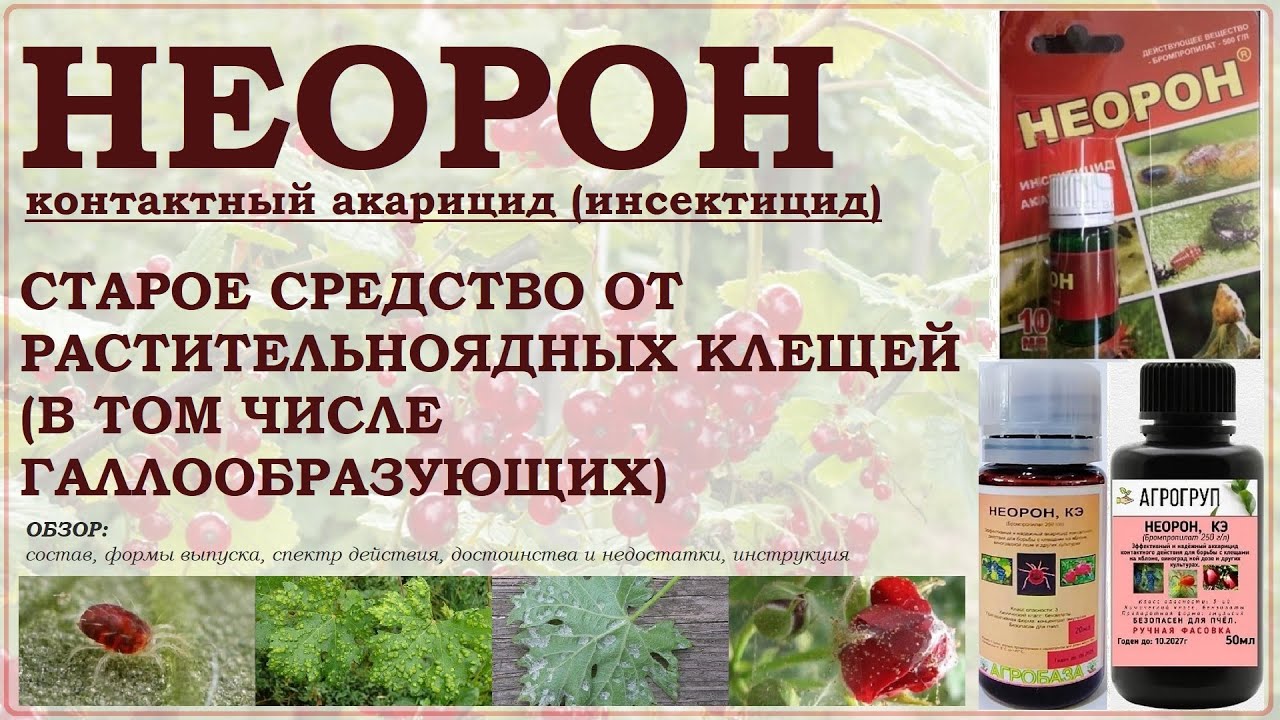 Неорон - старое контактное средство от растительноядных клещей (галлообразующих). Обзор акарицида