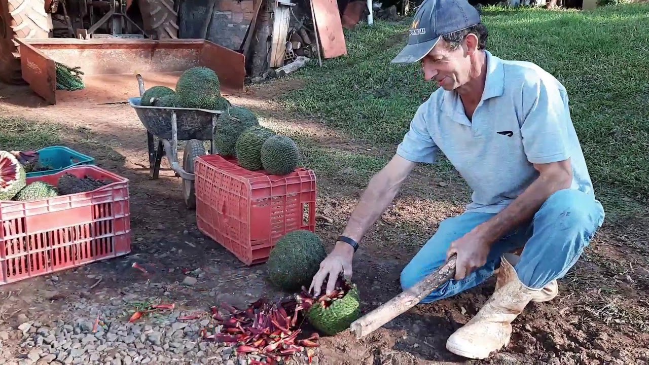 Conheça a história do pinheiro que produz pinhas gigantes