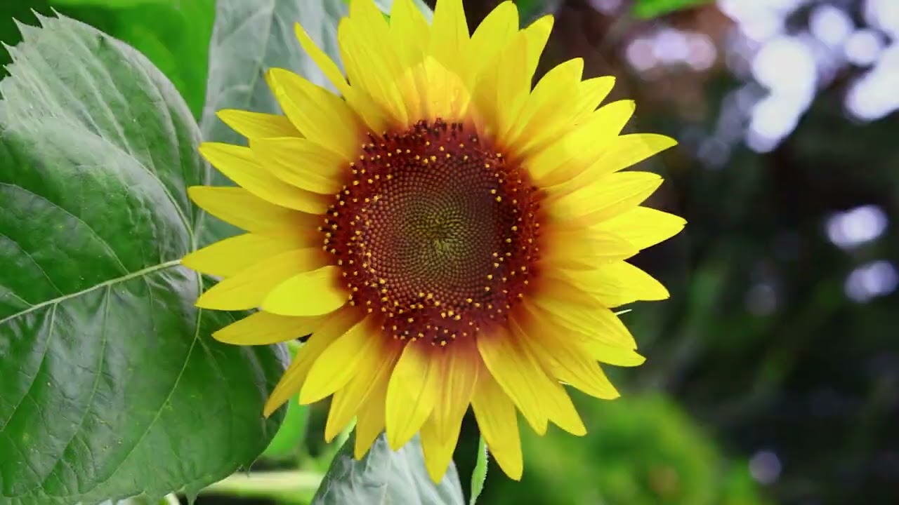Italy - part 5 #italy #milan Brera Botanical Garden - Milano