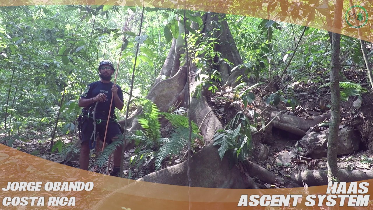Haas Ascent System - TreeStuff.com Customer Jorge Obando's Review In The Field