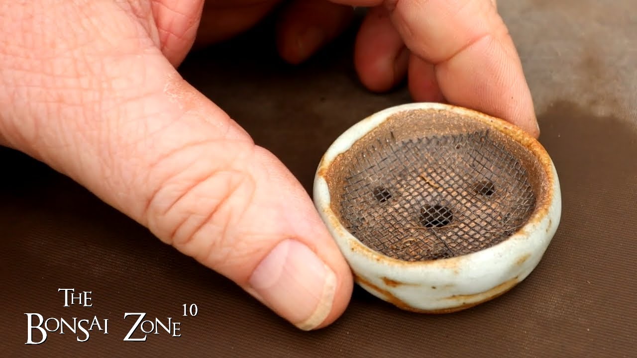 Creating Small Ficus Bonsai From Cuttings, The Bonsai Zone, Oct 2023