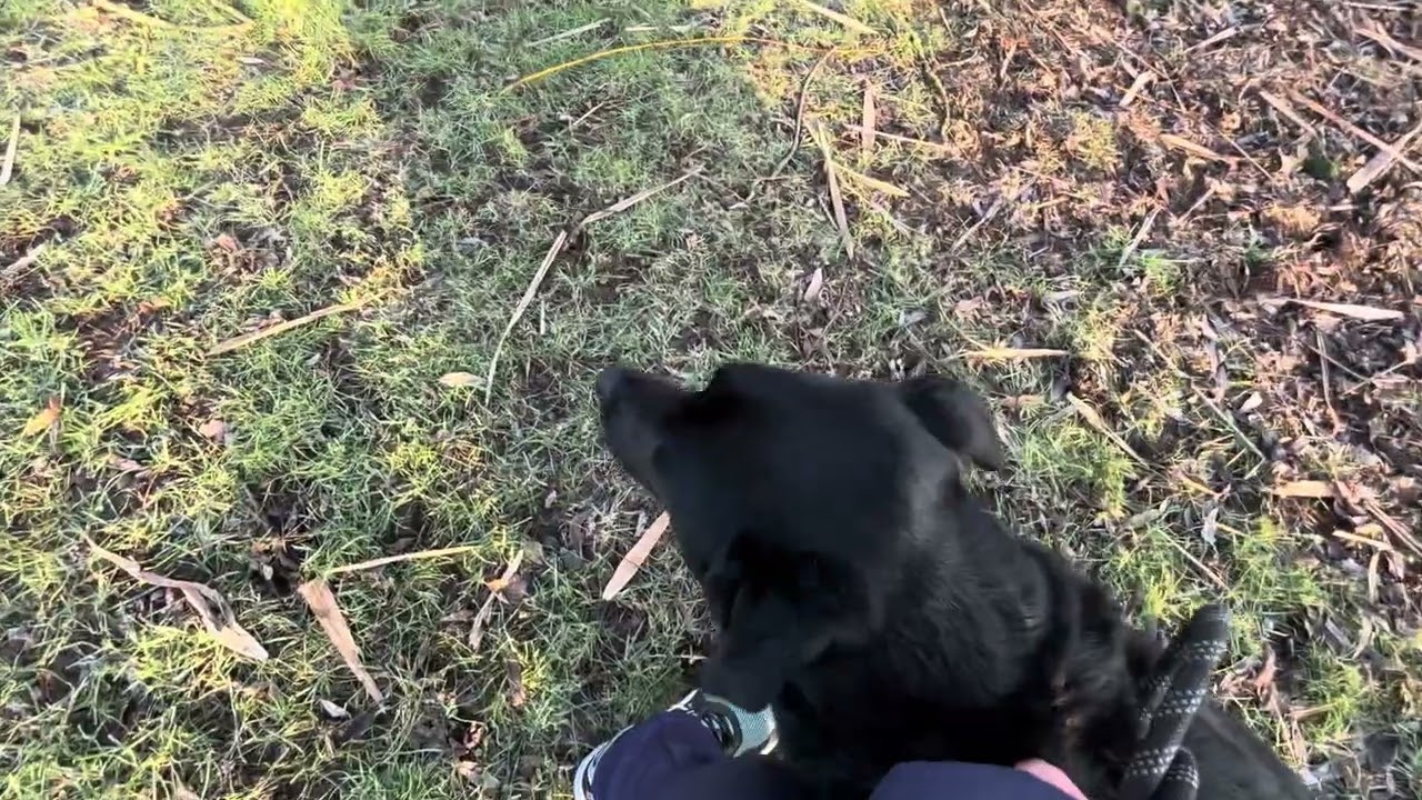 Early Scenic Walk with Milo in Northern Germany 🇩🇪 | Peaceful Morning Dog Vlog