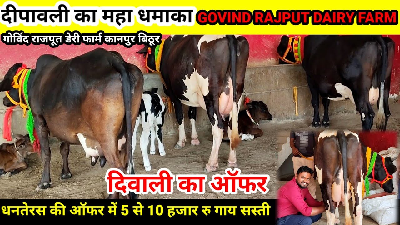 Govind rajput dairy farm bithoor | दीपावली का महा धमाका ऑफर में गाय 5 से 10 हजार सस्ती #govindrajput
