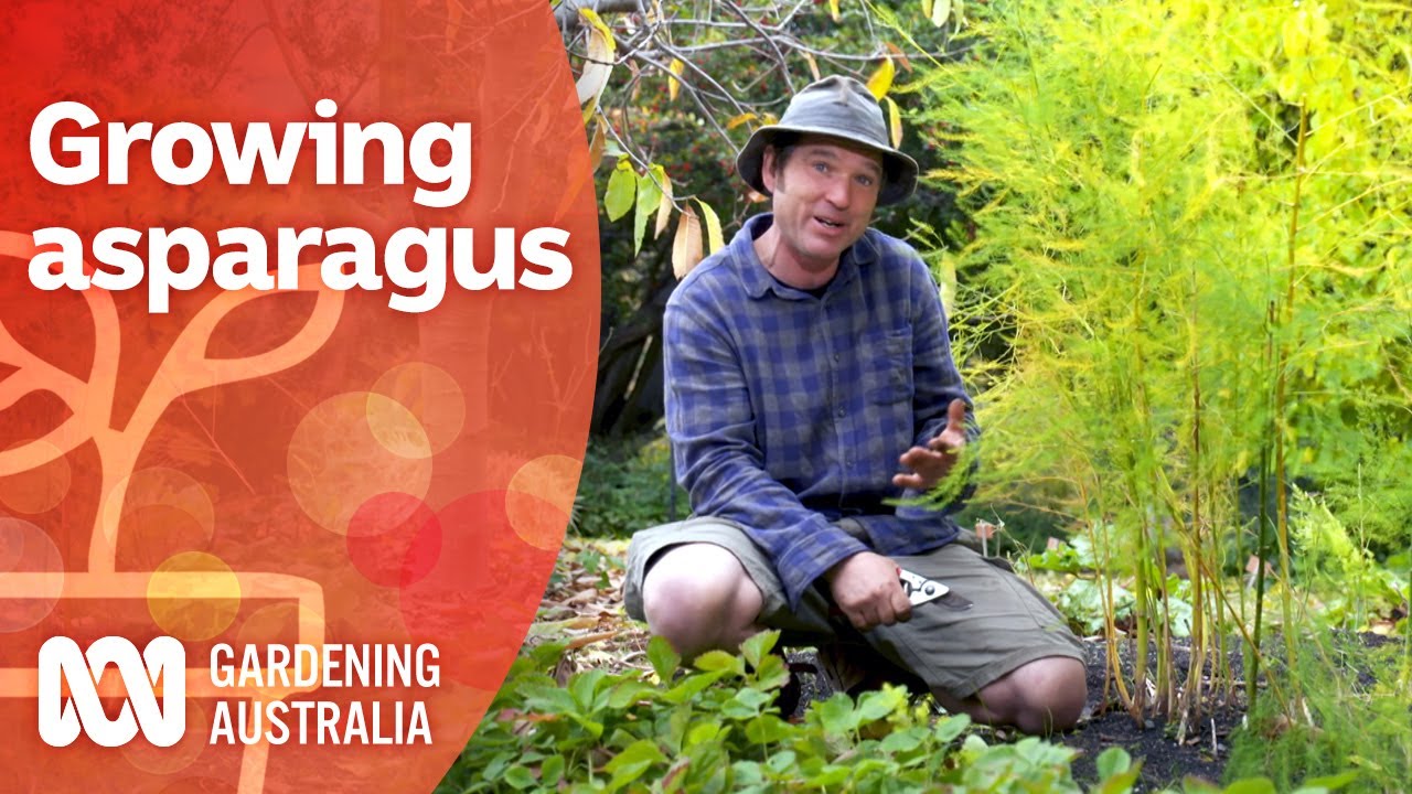 Asparagus – A long term crop that will keep on giving for years and years | Gardening Australia