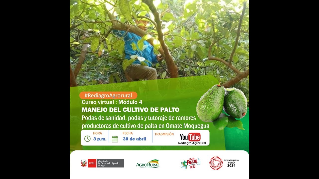 MANEJO DE PALTO Mód 4 Podas de Sanidad, podas y tutoraje de ramores productora 30.04.2024