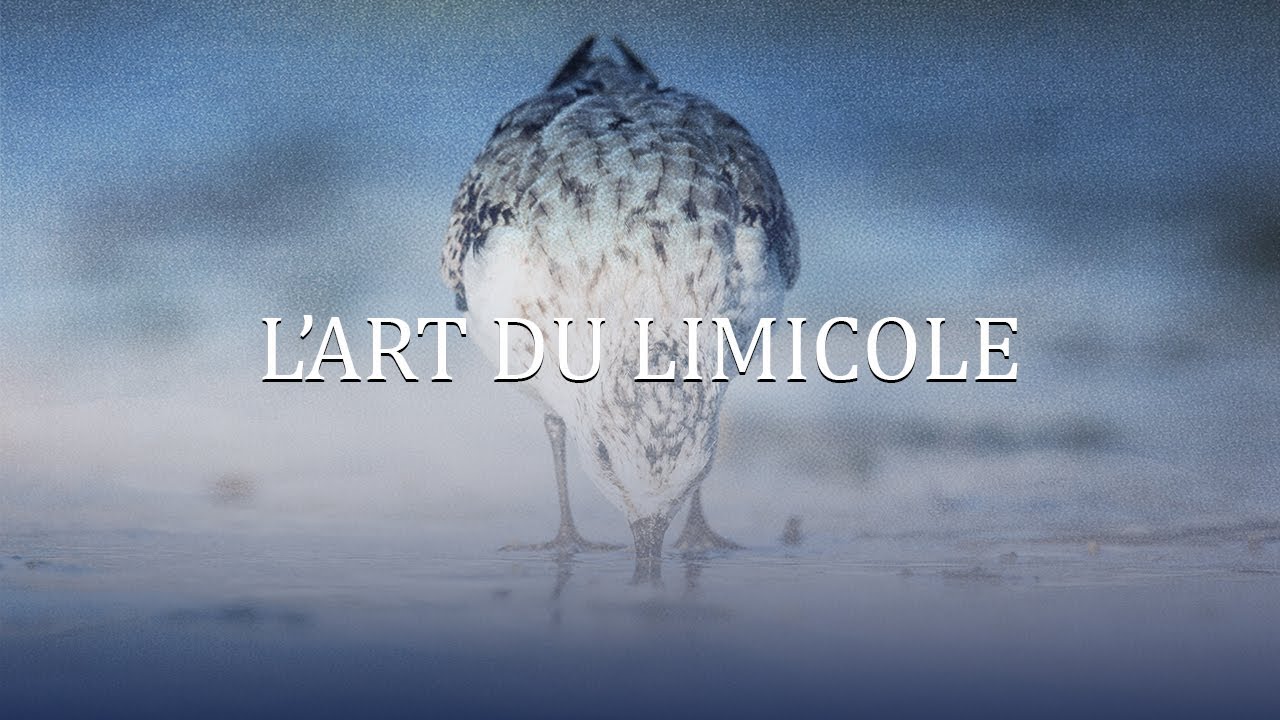 L'art du limicole