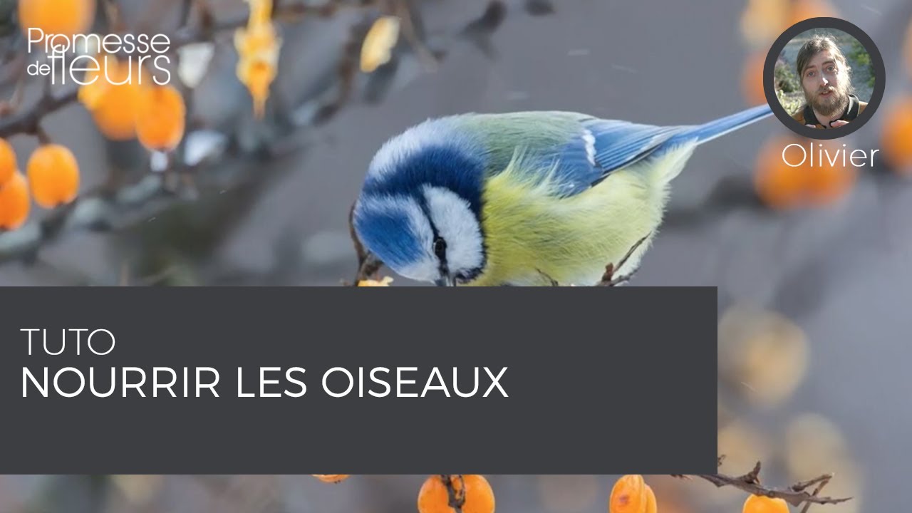 Tuto : nourrir les oiseaux